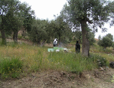 2299 - Η Ι. Καλύβη Αγίου Αθανασίου του Αθωνίτη στη Γιοβάνιτσα (φωτογραφίες) - Φωτογραφία 17