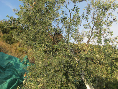 2299 - Η Ι. Καλύβη Αγίου Αθανασίου του Αθωνίτη στη Γιοβάνιτσα (φωτογραφίες) - Φωτογραφία 30