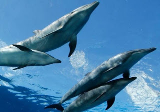 Δηλητηρίασαν δελφίνια με υποκατάστατο ηρωίνης - Φωτογραφία 1
