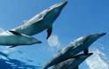 Δηλητηρίασαν δελφίνια με υποκατάστατο ηρωίνης