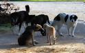 Μαζική δηλητηρίαση αδέσποτων σκύλων στην ορεινή Σταυρούπολη Ξάνθης