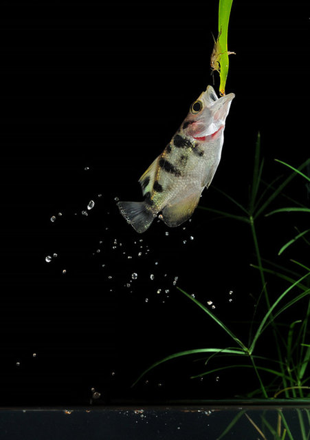 Εντυπωσιακό: Ψάρι κυνηγάει έξω από το νερό (vid+pics)  Πηγή: http://topeiraxtiri.blogspot.com/2012/11/vidpics.html#ixzz2DWf4sudi - Φωτογραφία 5