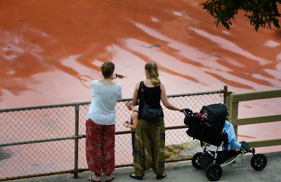 Αυστραλία: Έκλεισαν παραλίες λόγω συσσώρευσης σπάνιων κόκκινων φυκιών - Φωτογραφία 5