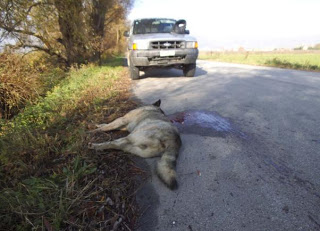 Ένας ακόμα λύκος νεκρός σε τροχαίο - Φωτογραφία 1