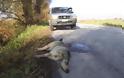 Ένας ακόμα λύκος νεκρός σε τροχαίο