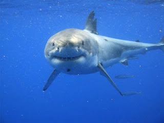 Η πτήση του λευκού καρχαρία [Photo] - Φωτογραφία 1