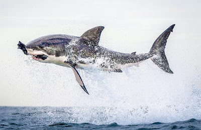 Η πτήση του λευκού καρχαρία [Photo] - Φωτογραφία 2