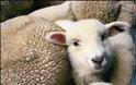 Ξυλόκαστρο: Έκλεψαν τρία πρόβατα και τα μετέφεραν με… «παπάκι»