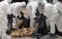 Ρωσία: Εντοπίστηκαν κρούσματα της γρίπης των πτηνών