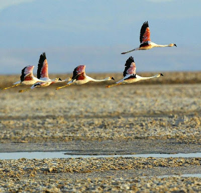 Το μοναδικό μέρος του κόσμου που προσφέρει... προστασία! - Φωτογραφία 7