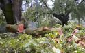 Γιάννενα: Ξεριζώθηκαν δέντρα από ισχυρούς ανέμους-Σε εγρήγορση η Πολιτική Προστασία και η Πυροσβεστική