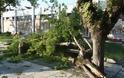 Πάτρα: Έπεσε δέντρο από τους δυνατούς ανέμους
