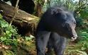 ΗΠΑ: Τέλος στο βίαιο κυνήγι αρκούδας με σκύλους