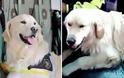 Τραγικό: Έπεσε από γκρεμό το σκυλί-διασώστης του σεισμού στην Άκουιλα
