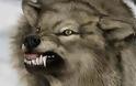 Αιτωλ/νία: Πιο επιθετικοί οι λύκοι στα χωριά