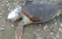 Πάτρα: Νεκρή χελώνα στα Μποζαϊτικα