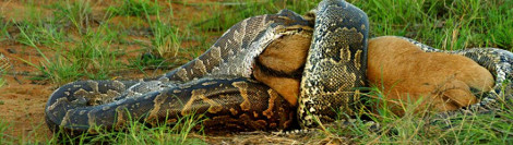 Πύθωνας κάνει κυριολεκτικά μια χαψιά ένα λιοντάρι - Φωτογραφία 5