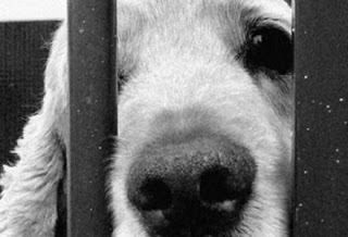 Πύργος: Μήνυση για εγκατάλειψη σε ιδιοκτήτη σκύλου - Φωτογραφία 1