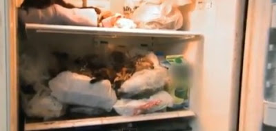 Αρρωστημένο: Έχει στο ψυγείο της 100 νεκρές γάτες! Φρικιαστικές εικόνες! - Φωτογραφία 5