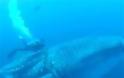 Δείτε βίντεο με δύτες να σώζουν έγκυο φαλαινοκαρχαρία