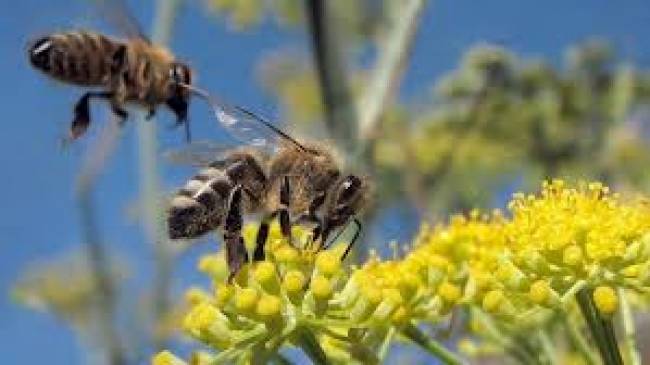 Η εξαφάνιση των μελισσών,o Αϊνστάιν και το τέλος του κόσμου - Φωτογραφία 1