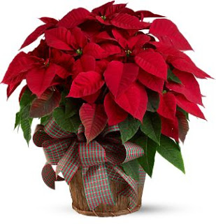 Τα 5 πιο δημοφιλή χριστουγεννιάτικα φυτά - Φωτογραφία 2