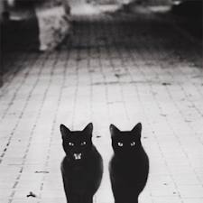 Μαύρες γάτες: Γιατί τις τρέμουμε; - Φωτογραφία 1