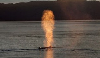 Φάλαινα βγάζει... φωτιά από τον φυσητήρα! - Φωτογραφία 1