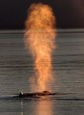 Φάλαινα βγάζει... φωτιά από τον φυσητήρα! - Φωτογραφία 2