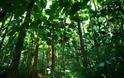 Τα μεγάλα αιωνόβια δέντρα πεθαίνουν με αυξανόμενο ρυθμό