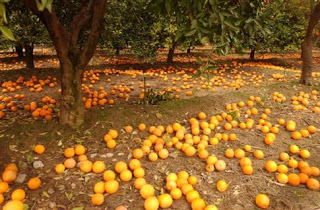 Τραγανό Ηλείας: Έκλεψαν πορτοκάλια και λεμόνια στο χωράφι - Φωτογραφία 1