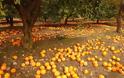 Τραγανό Ηλείας: Έκλεψαν πορτοκάλια και λεμόνια στο χωράφι