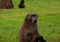 Πεινασμένος μπαμπουίνος κλέβει το φαγητό του κάμεραμαν [video] - Φωτογραφία 1