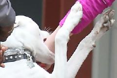 Ποιά διάσημη ηθοποιό δαγκώνει ο χαριτωμένος σκύλος