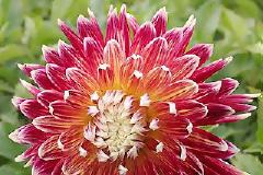 Φυτέψτε ντάλιες