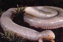 ΔΕΙΤΕ:Τα πιο παράξενα πλάσματα της Γης