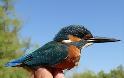 3.041 πουλιά δακτυλιώθηκαν στο Δέλτα του Έβρου το 2011!
