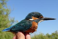 3.041 πουλιά δακτυλιώθηκαν στο Δέλτα του Έβρου το 2011!