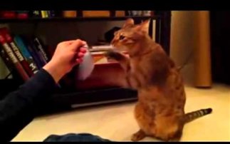 Η προπόνηση της γάτας μποξέρ!!!! Ξεκαρδιστικό video... - Φωτογραφία 1