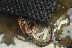 ΔΕΙΤΕ: Το πιο περίεργο ζώο που έχει βρεθεί ποτέ !