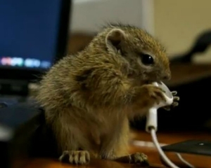 VIDEO: Επική μάχη σκίουρου εναντίον ακουστικών! - Φωτογραφία 1