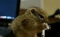 VIDEO: Επική μάχη σκίουρου εναντίον ακουστικών!