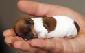 Το πιο μικρό κουτάβι στον κόσμο χωράει στην παλάμη σου