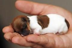 Το πιο μικρό κουτάβι στον κόσμο χωράει στην παλάμη σου