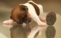 Το πιο μικρό κουτάβι στον κόσμο χωράει στην παλάμη σου - Φωτογραφία 4