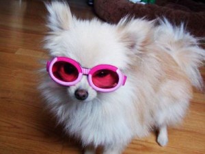 Εκκεντρικά γυαλιά ηλίου για… σκύλους! [φωτο] - Φωτογραφία 1