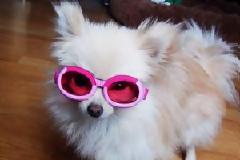 Εκκεντρικά γυαλιά ηλίου για… σκύλους! [φωτο]