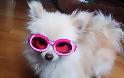 Εκκεντρικά γυαλιά ηλίου για… σκύλους! [φωτο] - Φωτογραφία 2