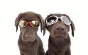 Εκκεντρικά γυαλιά ηλίου για… σκύλους! [φωτο] - Φωτογραφία 5