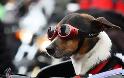 Εκκεντρικά γυαλιά ηλίου για… σκύλους! [φωτο] - Φωτογραφία 6